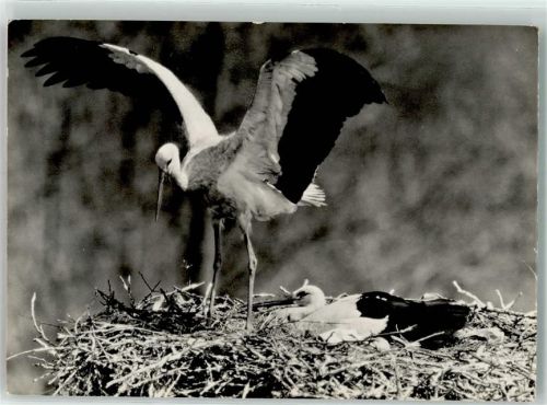 6204 Sempach - Storchennest Fütterung Vogelwarte