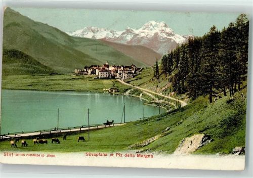 7513 Silvaplana 1908 - Kühe Piz della Margna