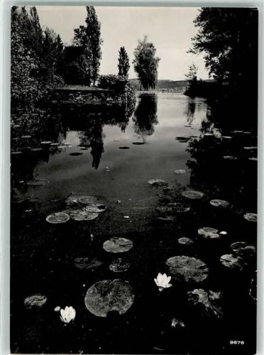 8803 Rüschlikon Foto AK Stiftung Im Grüene Parkweiher Seerosen