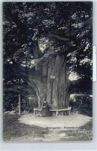 5620 Bremgarten AG - Riesenlinde