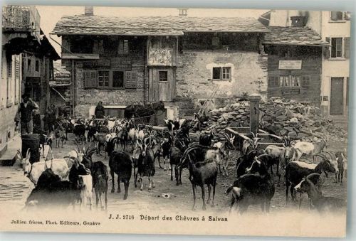 1922 Salvan Foto AK Ziege Dorfplatz