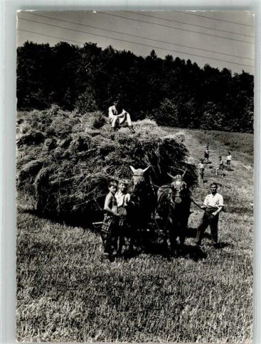 4410 Liestal 1953 Foto AK Kinderheim Knabenerziehungsheim Schillingsrain Heuernte