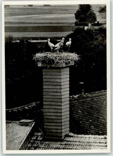 8213 Neunkirch - Kamin Storchennest Jungstörche