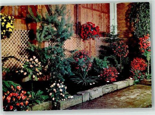 8197 Rafz Foto AK Rosenausstellung Fa. Hauenstein Foto A. Grüter