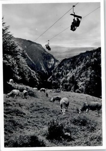 4515 Weissenstein b. Solothurn - Bergbahn, Kuh, Blick auf das Seeland