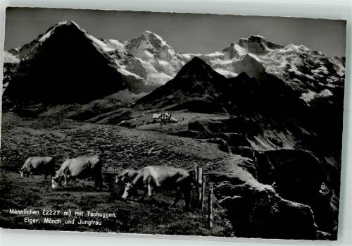 Männlichen - Tschuggen Kuhherde