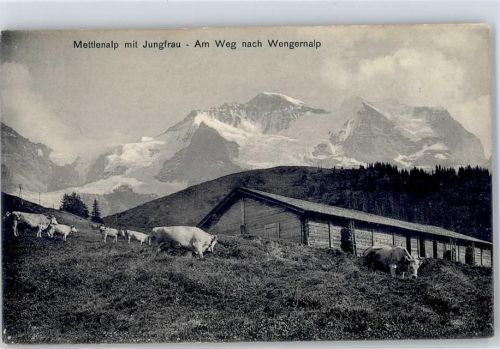 Wengernalp 1911 - Kühe Mettlenalp