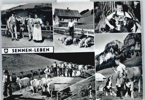 9050 Appenzell Hirschberg - Trachten, Kuh