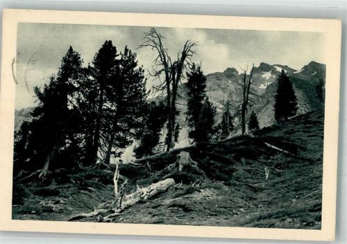 7550 Scuol Schuls 1915 Foto AK Nationalpark Scarlgebiet