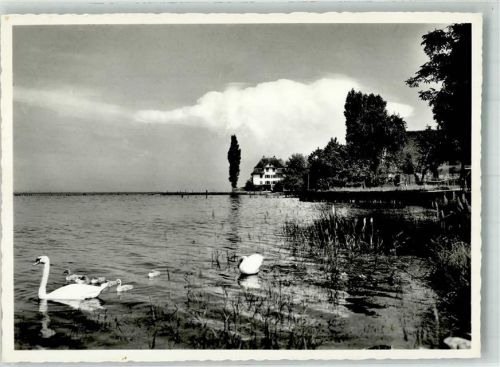 8592 Uttwil 1963 Foto AK Uferpartie Schwäne