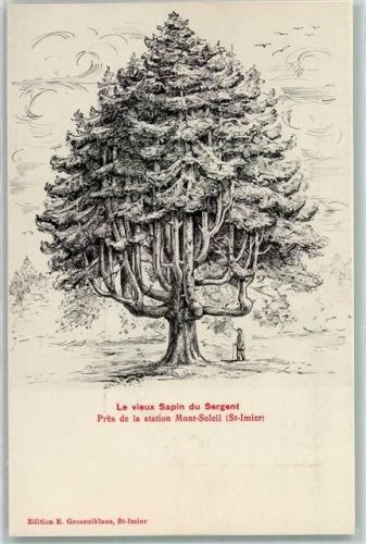 2610 Mont-Soleil - Le vieux Sapin du Sergent