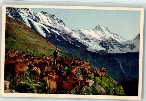 Grosshorn Mürren - Ziegen Hirt Alp Stufenstein Lauterbrunnental