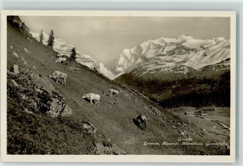 Griesalp - Alpweide Kühe Gorneren Blümlisalp