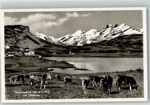 6064 Kerns Foto AK Melchseefrutt Titliskette Kühe