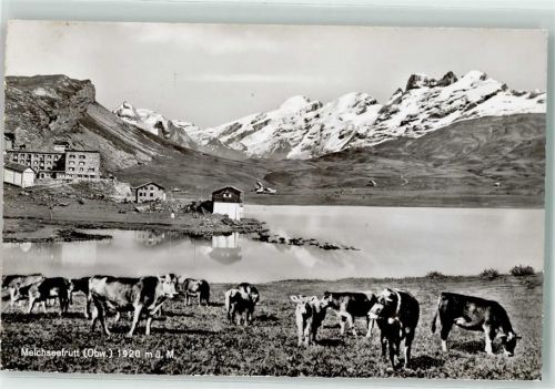 6068 Melchsee-Frutt - Kuhherde