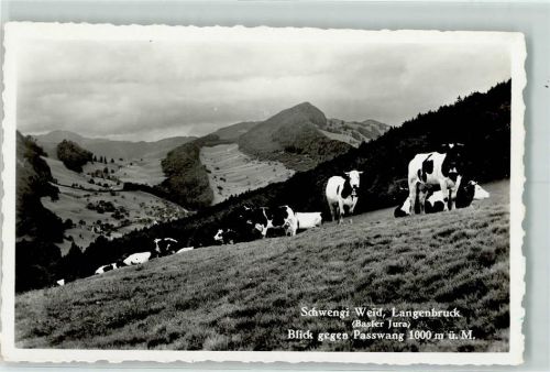 4438 Langenbruck - Schwengi Weid Kuhherde Passwang