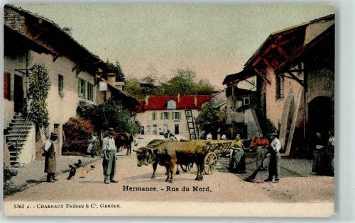 1248 Hermance - Rue du Nord Ochsenfuhrwerk