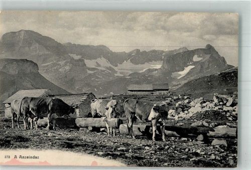 Anzeindaz Foto AK Ziege Rinderherde