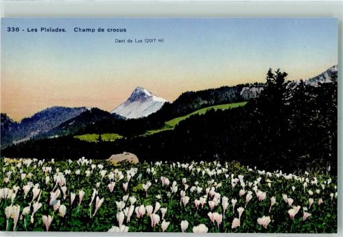 Les Pleiades - Dent de Lys Crocusfeld