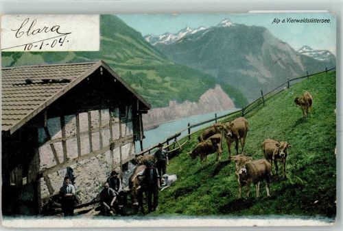 6440 Vierwaldstättersee 1904 Gebrauchsspuren Alp Bauern mit Kuhherde