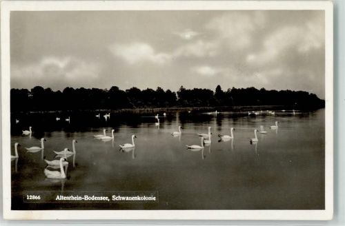 9423 Altenrhein Foto AK Schwanenkolonie Feldpost