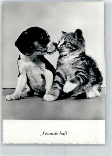 8620 Wetzikon ZH - Freundschaft Hund und Katze