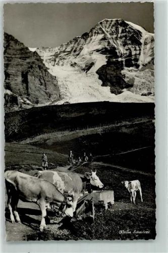 3823 Kleine Scheidegg - Kühe an der Tränke Feldpost Stab 11