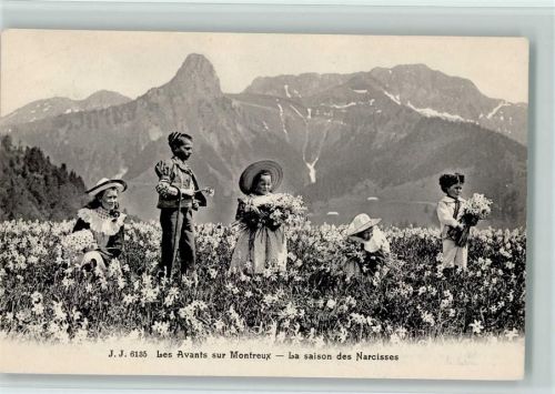 1820 Montreux - Narzissenblüte