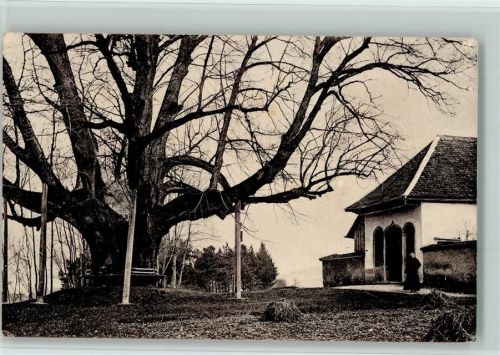 5620 Bremgarten AG - Einsiedelei Emaus Riesenlinde