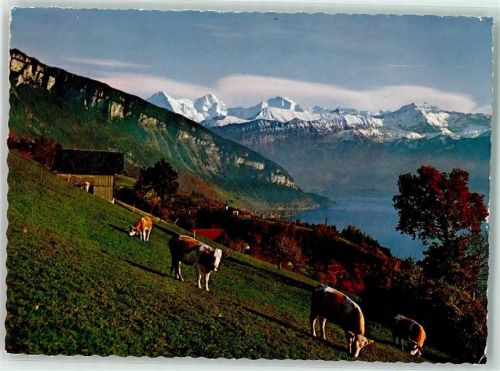 3655 Sigriswil - Kühe Eiger Mönch Jungfrau
