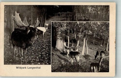 4900 Langenthal 1948 Foto AK Wildpark Hirsche