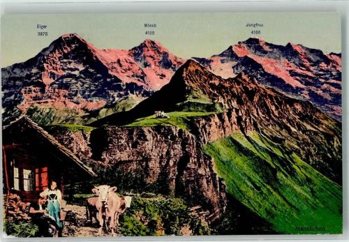 Männlichen - Bauernhaus Kühe