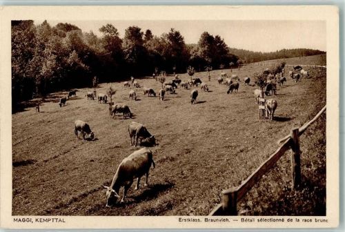 8307 Oberkempttal Effretikon - Maggi Erstklass Braunvieh