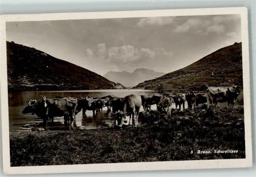 7050 Arosa - Schwellisee Kuhherde