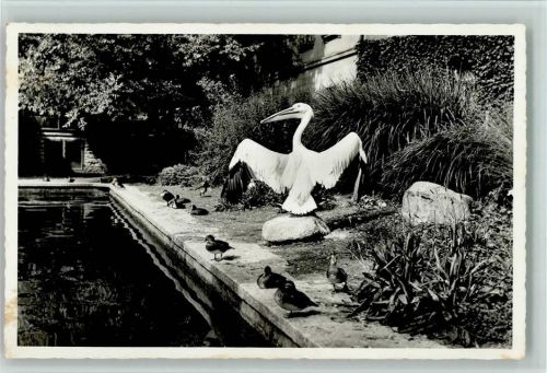 9000 St. Gallen S. Gallo - Pelikan im Stadtpark