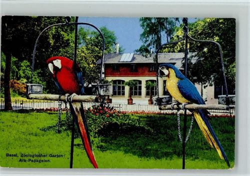 Ara Papageien AK Zoo 1953