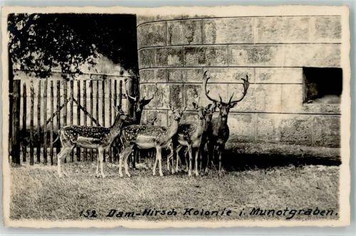 8200 Schaffhausen Sciaffusa - Damhirsch Kolonie Munotgraben