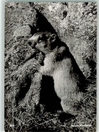 Verlag u. Fotograf Hans Steiner Murmeltier Motiv Schweiz Foto AK