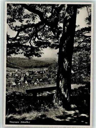8240 Thayngen - Schaffhausen Baum