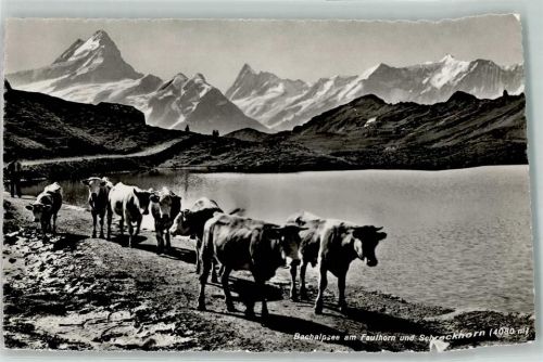 Bachalpsee - Kühe Schreckhorn
