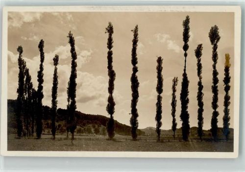 8800 Thalwil Foto AK Ort lt. Fotograf Baumgruppe