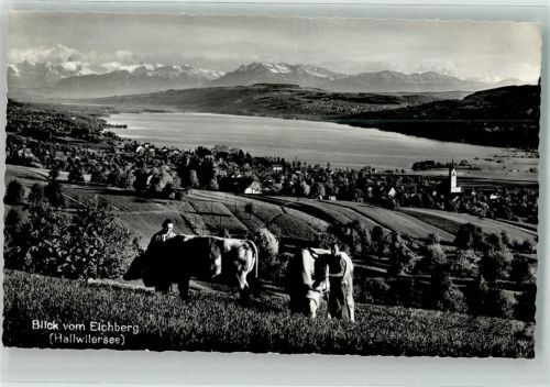 5705 Hallwil Foto AK Eichberg Kühe See