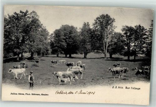 1116 Cottens VD 1907 Foto AK Kühe Alp