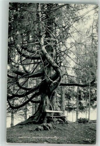 6013 Eigenthal Foto AK Großmuttertanne