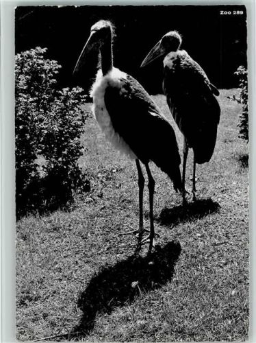 Zürich Zoologischer Garten Marabu Zoo