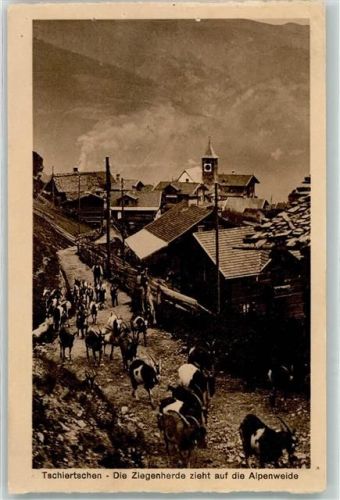 7064 Tschiertschen 1918 - Ziegenherde zieht auf die Alpenweide