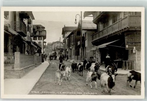 3920 Zermatt - die Rückkehr der Ziegen
