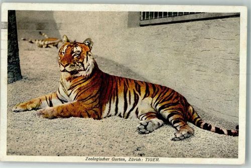 Zürich Foto Paul Bender Tiger Verlag Tiergartengesellschaft Zürich No. 701 Zoo