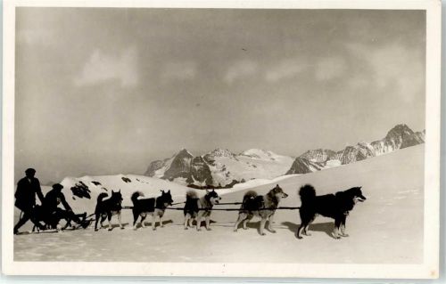 Mönch BE - Polarhunde am Mönchjoch Wetterhorn Schreckhorn