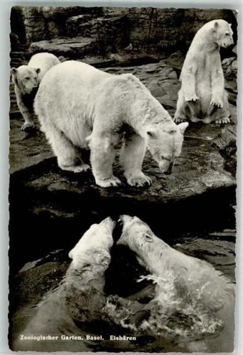 Basel Bâle Photoglob Wehrli Zoologischer Garten Eisbären g 5633 Zoo Foto AK
